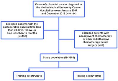 Prognostic scoring system based on eosinophil- and basophil-related markers for predicting the prognosis of patients with stage II and stage III colorectal cancer: a retrospective cohort study